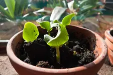 Kürbis_001.webp