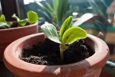 Kürbis_002.webp