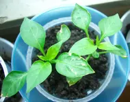 Bildschirmfoto 2010-04-20 um 10.57.10.webp