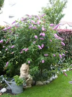 Buddleia Pink delight.webp