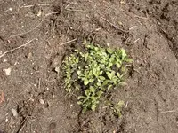 Garten.20.04.2010 006.webp