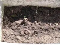 Garten.20.04.2010 007.webp