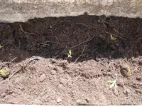 Garten.20.04.2010 008.webp
