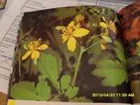 SDC11731.webp
