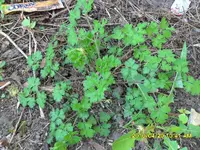 SDC11730a.webp