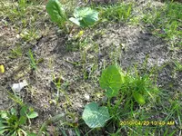 SDC11729a.webp
