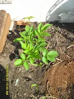 SDC11728a.webp