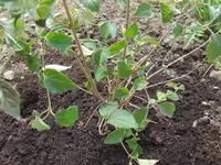 DSCF8229.webp