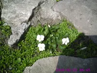 PIC00527.webp