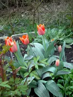 SDC10667.webp