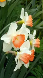 SDC10713.webp