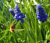 SDC10733.webp