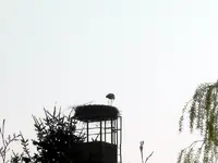 SDC10699.webp