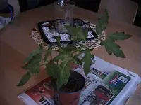DSC00002.webp