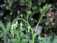 Garten39.webp