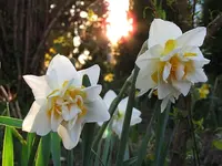 Garten42.webp