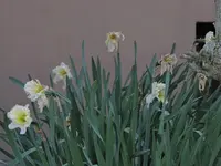 Garten43.webp