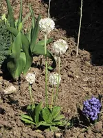 Garten45.webp