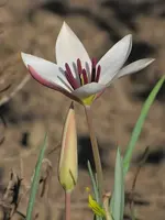 Garten46.webp