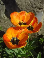 CIMG9300.webp