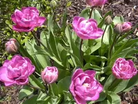20.04.2010 002.webp