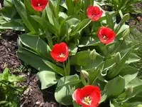 20.04.2010 003.webp