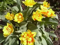 20.04.2010 005.webp