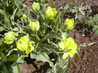20.04.2010 024.webp