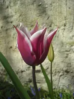 CIMG9290.webp