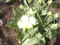 20.04.2010 026.webp