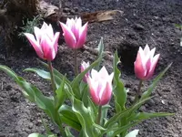 20.04.2010 031.webp