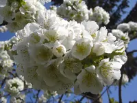 CIMG9295.webp
