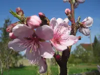 CIMG9307.webp
