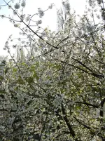 IMG_0407.webp
