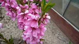 K800_Nektarine 2.webp