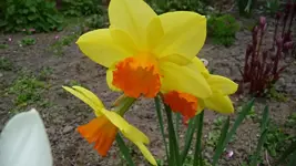 K800_Frühling 039.webp