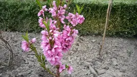 K800_Frühling 033.webp
