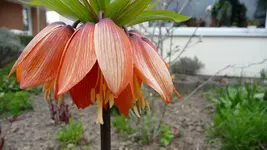 K800_Kaiserkrone.webp