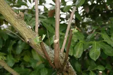 DSC02596.webp