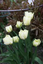 DSC02594.webp
