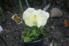 DSC02595.webp