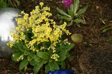 DSC02604.webp