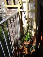 P4180271.webp