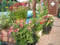 Garten 01.7.09 003.webp