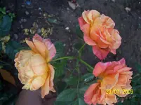 100_1979.webp