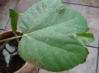 DSC00594.webp