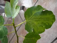 DSC00593.webp