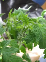 Ananastomate_Blüte.webp