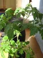 Golden Currant.webp