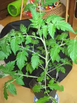 Rote Murmel.webp